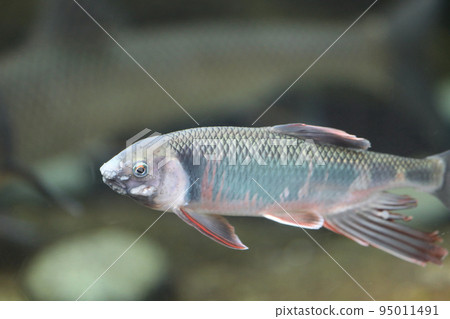 【石川縣能美市石川動物園】鯪魚在水下游泳 95011491