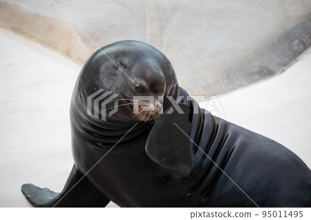 [Ishikawa Zoo, Nomi City, Ishikawa Prefecture] California sea lion male cute behavior 95011495