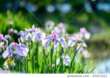 Iris blooming on the water 95011611