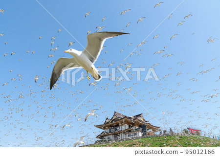 [青森縣八戶市Kabushima]春天在黑尾鷗的繁殖地。黑尾鷗一齊起飛 95012166