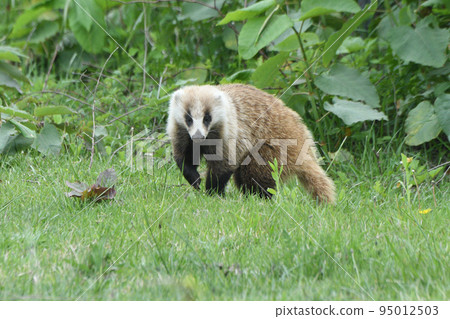 Japanese badgers are watching Japanese badgers are watching 95012503