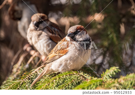 Sparrow sits on a fir branch in the sunset light. Sparrow sits on a fir branch in the sunset light. 95012933