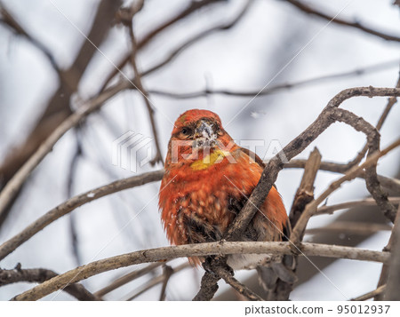 Red Crossbill male sitting on the tree branch and eats wild apple berries. Crossbill bird eats berries. 95012937