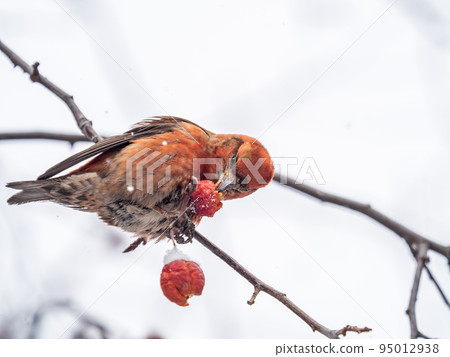 Red Crossbill male sitting on the tree branch and eats wild apple berries. Crossbill bird eats berries. Red Crossbill male sitting on the tree branch and eats wild apple berries. Crossbill bird eats berries. 95012938