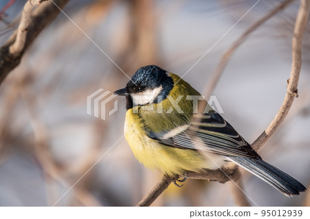 Cute bird Great tit, songbird sitting on a branch without leaves in the autumn or winter. Cute bird Great tit, songbird sitting on a branch without leaves in the autumn or winter. 95012939
