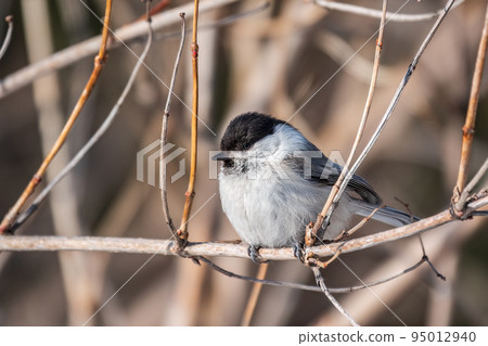 Cute bird the willow tit, song bird sitting on a branch without leaves in the winter. Cute bird the willow tit, song bird sitting on a branch without leaves in the winter. 95012940