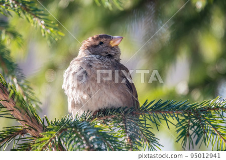 Sparrow sits on a fir branch in the sunset light. Sparrow sits on a fir branch in the sunset light. 95012941
