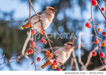 Bohemian waxwing, a beautiful tufted bird, Latin name Bombycilla garrulus, sitting on a wild apple tree and eats red wild apples in winter or early spring day. Bohemian waxwing, a beautiful tufted bird, Latin name Bombycilla garrulus, sitting on a wild apple tree and eats red wild apples in winter or early spring day. 95012942