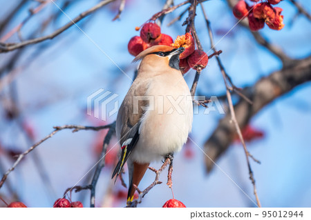 Bohemian waxwing, a beautiful tufted bird, Latin name Bombycilla garrulus, sitting on a wild apple tree and eats red wild apples in winter or early spring day. 95012944