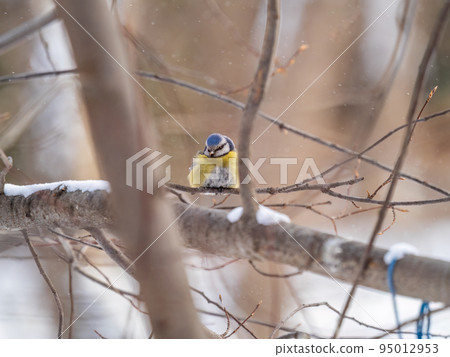 Cute bird, Eurasian blue tit, songbird sitting on a branch without leaves in the autumn or winter 95012953