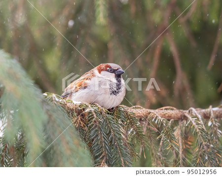 Sparrow sits on a fir branch in the sunset light. Sparrow sits on a fir branch in the sunset light. 95012956