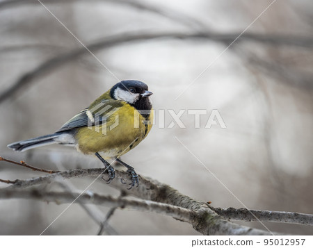 Cute bird Great tit, songbird sitting on a branch without leaves in the autumn or winter. Cute bird Great tit, songbird sitting on a branch without leaves in the autumn or winter. 95012957