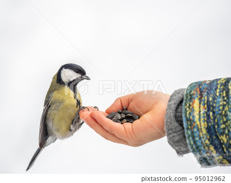 The Great tit eats seeds from a palm of little boy. Hungry bird Great tit eating seeds from a hand during autumn 95012962
