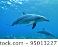dolphins swim in the sea 95013227