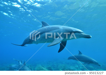 海豚在海裡游泳 95013227