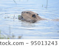 Profile of a beaver eating 95013243