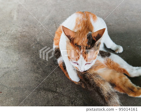 White and brown domestic cat, sitting on the floor, free to walk. White and brown domestic cat, sitting on the floor, free to walk. 95014161