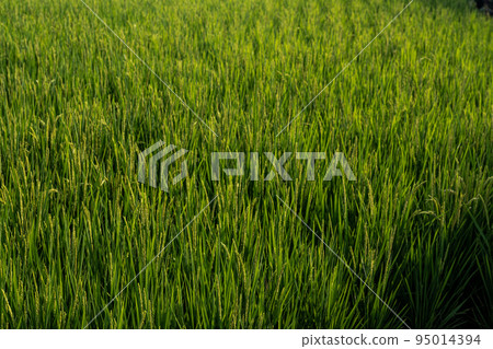 單車騎行 95014394