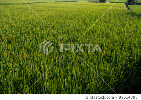 單車騎行 95014395