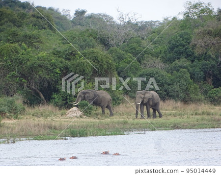 烏干達野生動物園之旅(非洲大象) 烏干達野生動物園之旅(非洲大象) 95014449