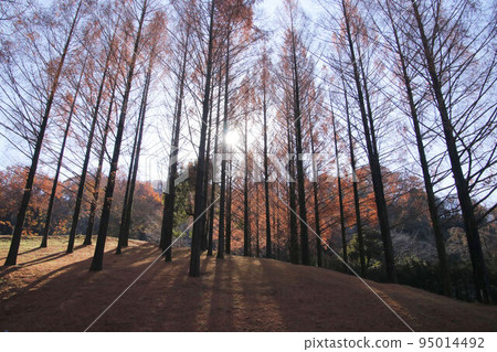 Autumn leaves of Tobe Janson Akebono Children's Forest Park Autumn leaves of Tobe Janson Akebono Children's Forest Park 95014492