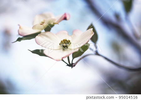花水木白色配淡粉色花朵 花水木白色配淡粉色花朵 95014516
