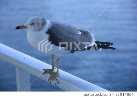 Black-tailed gull/resting on a railing 95014804