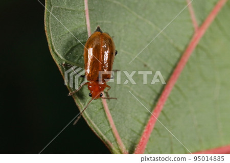 Creatures, insects, cucumber beetles, and adult larvae love plants of the Cucurbitaceae family. Larvae eat roots and adults eat leaves 95014885