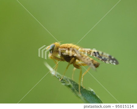 黃毛蒼蠅棲息在薊葉的尖端 95015114