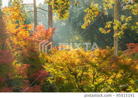 秋天在東山，京都草倉院與紅葉 95015191