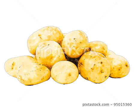 Realistic illustrations of potatoes that are in season in autumn Realistic illustrations of potatoes that are in season in autumn 95015360