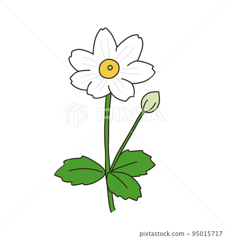 Shumayigiku 95015717