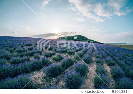 Close up Lavender flower blooming scented fields in endless rows on sunset. Selective focus on Bushes of Lavandula angustifolia purple aromatic flowers at lavender fields. Lavandula officinalis 95015814