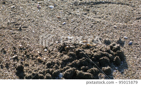 一隻招潮蟹從沙灘上的洞穴裡鑽了出來 一隻招潮蟹從沙灘上的洞穴裡鑽了出來 95015879