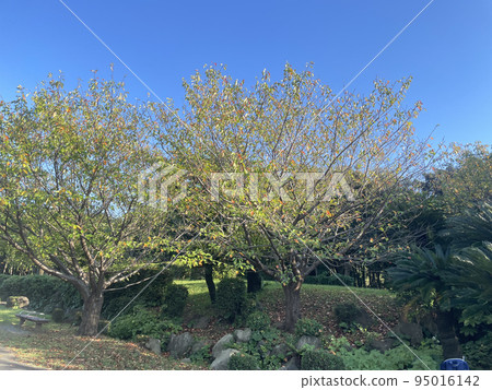 Seaside park _ Autumn leaves 95016142