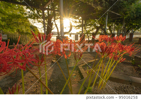 Cluster amaryllis illuminated by the setting sun 95016258
