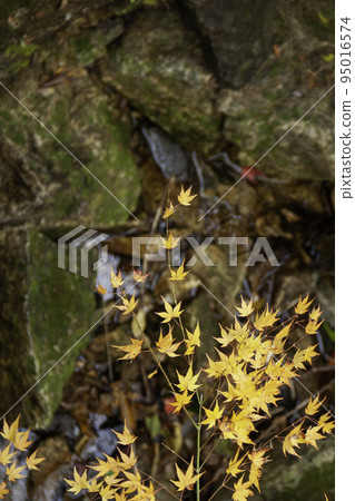 Autumn leaves of maple Autumn leaves of maple 95016574