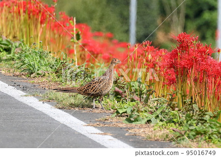 A female pheasant in a colony of cluster amaryllis on the bank of the Koshibe River in Shimoigusa, Kawashima-cho, Hiki-gun, Saitama Prefecture 95016749