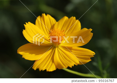 日本秋季花園中盛開的黃色波斯菊花 95016767