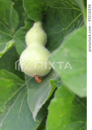 可愛的葫蘆果子 95016836