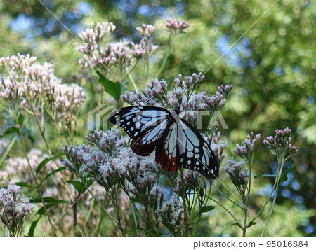 板栗虎蝴蝶蝴蝶 95016884