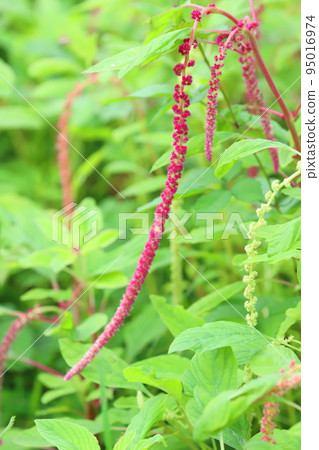 Himegateto flowers Himegateto flowers 95016974