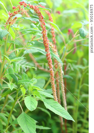 Himegateto flowers Himegateto flowers 95016975