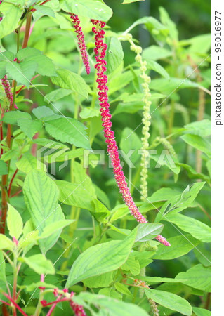 Himegateto flowers Himegateto flowers 95016977