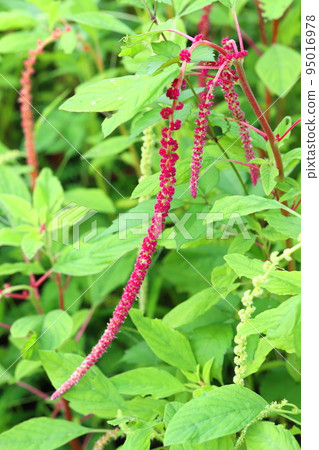 希米加托花 95016978