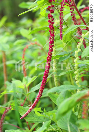 Himegateto flowers Himegateto flowers 95016979