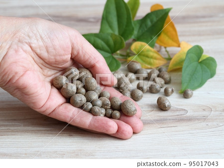 Bulbils harvested in autumn from Chinese yam, lat. Dioscorea opposita in gardener s hand 95017043