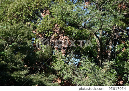 在全國各地的公園和森林中，可以看到可以被誤認為是秋葉的枯萎的橡樹。 95017054