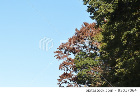 在全國各地的公園和森林中,可以看到可以被誤認為是秋葉的枯萎的橡樹。 在全國各地的公園和森林中,可以看到可以被誤認為是秋葉的枯萎的橡樹。 95017064