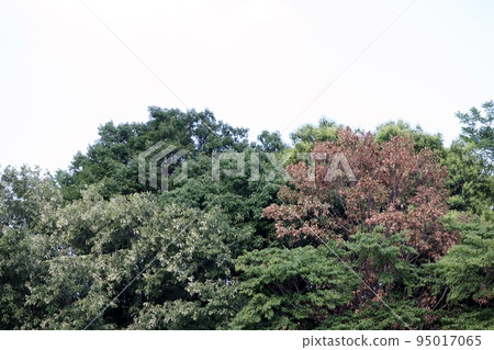 在全國各地的公園和森林中,可以看到可以被誤認為是秋葉的枯萎的橡樹。 在全國各地的公園和森林中,可以看到可以被誤認為是秋葉的枯萎的橡樹。 95017065